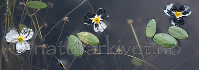 BB 13 0233 / Alisma plantago-aquatica / Vassgro <br /> Luronium natans / Flytegro